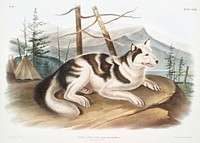 Hare-Indian Dog (Canis familiaris) from the viviparous quadrupeds of North America (1845) illustrated by <a href="https://www.rawpixel.com/search/John%20Woodhouse%20Audubon?&amp;page=1">John Woodhouse Audubon</a> (1812-1862). Original from The New York Public Library. Digitally enhanced by rawpixel.