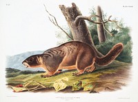 Yellow-bellied Marmot (Arctomys flaviventer) from the viviparous quadrupeds of North America (1845) illustrated by <a href="https://www.rawpixel.com/search/John%20Woodhouse%20Audubon?&amp;page=1">John Woodhouse Audubon</a> (1812-1862). Original from The New York Public Library. Digitally enhanced by rawpixel.