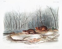 Richardson&#39;s Meadow Mouse (Arvicola richardsonii) from the viviparous quadrupeds of North America (1845) illustrated by <a href="https://www.rawpixel.com/search/John%20Woodhouse%20Audubon?&amp;page=1">John Woodhouse Audubon</a> (1812-1862). Original from The New York Public Library. Digitally enhanced by rawpixel.