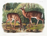 Deer or Virginian Deer (Cervus Virginianus) from the viviparous quadrupeds of North America (1845) illustrated by <a href="https://www.rawpixel.com/search/John%20Woodhouse%20Audubon?&amp;page=1">John Woodhouse Audubon </a>(1812-1862). Original from The New York Public Library. Digitally enhanced by rawpixel.