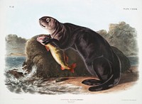 Sea Otter (Enhydra marina) from the viviparous quadrupeds of North America (1845) illustrated by John Woodhouse Audubon (1812-1862). Original from The New York Public Library. Digitally enhanced by rawpixel.