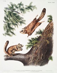 Severn River Flying Squirrel (Pteromys sabrinus) and Rocky Mountain Squirrel (Pteromys alpinus) from the viviparous quadrupeds of North America (1845) illustrated by <a href="https://www.rawpixel.com/search/John%20Woodhouse%20Audubon?&amp;page=1">John Woodhouse Audubon</a> (1812-1862). Original from The New York Public Library. Digitally enhanced by rawpixel.