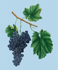 Lacrima grapes from Pomona Italiana (1817 - 1839) by <a href="https://www.rawpixel.com/search/Giorgio%20Gallesio?&amp;page=1">Giorgio Gallesio</a> (1772-1839). Original from New York public library. Digitally enhanced by rawpixel.