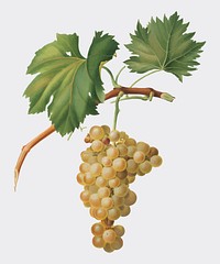 Grape vine from Pomona Italiana (1817 - 1839) by Giorgio Gallesio (1772-1839). Original from New York public library. Digitally enhanced by rawpixel.