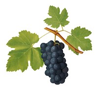 San Colombano grapes from Pomona Italiana (1817 - 1839) by Giorgio Gallesio (1772-1839). Original from New York public library. Digitally enhanced by rawpixel.