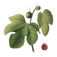 Briansole figs from Pomona Italiana (1817-1839) by <a href="https://www.rawpixel.com/search/Giorgio%20Gallesio?&amp;page=1">Giorgio Gallesio</a> (1772-1839). Original from New York public library. Digitally enhanced by rawpixel.