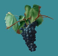Grape vine from Pomona Italiana (1817 - 1839) by<a href="https://www.rawpixel.com/search/Giorgio%20Gallesio?&amp;page=1"> Giorgio Gallesio </a>(1772-1839). Original from New York public library. Digitally enhanced by rawpixel.