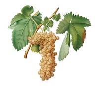 Trebbiano grapes from Pomona Italiana (1817 - 1839) by <a href="https://www.rawpixel.com/search/Giorgio%20Gallesio?&amp;page=1">Giorgio Gallesio</a> (1772-1839). Original from New York public library. Digitally enhanced by rawpixel.