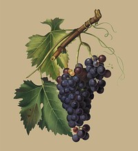 Black grape from Pomona Italiana (1817 - 1839) by Giorgio Gallesio (1772-1839). Original from New York public library. Digitally enhanced by rawpixel.