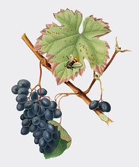 Barbera grape from Pomona Italiana (1817 - 1839) by Giorgio Gallesio (1772-1839). Original from New York public library. Digitally enhanced by rawpixel.