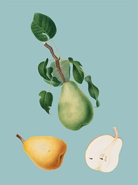 Winter citron from Pomona Italiana illustration