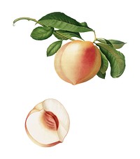 Peach from Pomona Italiana (1817-1839) by <a href="https://www.rawpixel.com/search/Giorgio%20Gallesio?&amp;page=1">Giorgio Gallesio </a>(1772-1839). Original from New York public library. Digitally enhanced by rawpixel.
