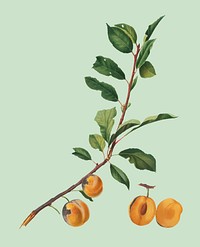 Apricot from Pomona Italiana (1817-1839) by Giorgio Gallesio (1772-1839). Original from New York public library. Digitally enhanced by rawpixel.