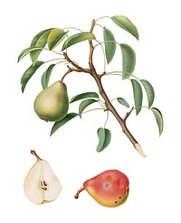 Pear from Pomona Italiana (1817-1839) by <a href="https://www.rawpixel.com/search/Giorgio%20Gallesio?&amp;page=1">Giorgio Gallesio</a> (1772-1839). Original from New York public library. Digitally enhanced by rawpixel.