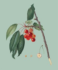 Cherry from Pomona Italiana illustration