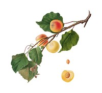 Apricot from Pomona Italiana (1817-1839) by Giorgio Gallesio (1772-1839). Original from New York public library. Digitally enhanced by rawpixel.