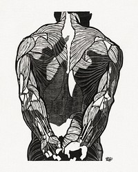 Anatomical study of a man's back muscles (1906–1945) print in high resolution by Reijer Stolk. Original from the Rijksmuseum. Digitally enhanced by rawpixel.
