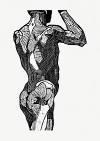 Man’s back muscles psd human anatomy print, remixed from artworks by Reijer Stolk