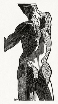 Anatomical study of a man's back and gluteal muscles (1906–1945) print in high resolution by Reijer Stolk. Original from the Rijksmuseum. Digitally enhanced by rawpixel.
