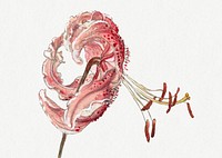 Vintage red flower drawing psd, remixed from artworks by Samuel Colman