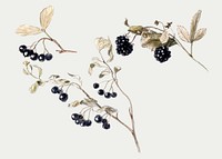 Vintage fruit vector with blueberries and blackberries, remixed from artworks by Samuel Colman