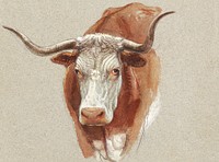 Head of a Cow or Ox (1871) by <a href="https://www.rawpixel.com/search/Samuel%20Colman?sort=curated&amp;page=1">Samuel Colman</a>. Original from The Smithsonian Institution. Digitally enhanced by rawpixel.