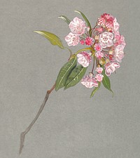 A Bough of Mountain Laurel with Leaves and Blossoms (ca. 1880) by <a href="https://www.rawpixel.com/search/Samuel%20Colman?sort=curated&amp;page=1">Samuel Colman</a>. Original from The Smithsonian Institution. Digitally enhanced by rawpixel.