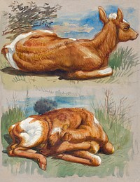 Studies of Calves, Stockbridge (July 8, 1876) by <a href="https://www.rawpixel.com/search/Samuel%20Colman?sort=curated&amp;page=1">Samuel Colman</a>. Original from The Smithsonian Institution. Digitally enhanced by rawpixel.