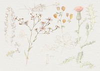 Studies of Meadow Flowers (ca. 1880) by <a href="https://www.rawpixel.com/search/Samuel%20Colman?sort=curated&amp;page=1">Samuel Colman</a>. Original from The Smithsonian Institution. Digitally enhanced by rawpixel.