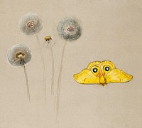 Study of White Daisy, Chamomile Stem with Two Petals, and a Chamomile Petal (1875&ndash;1890) by <a href="https://www.rawpixel.com/search/Samuel%20Colman?sort=curated&amp;page=1">Samuel Colman</a>. Original from The Smithsonian Institution. Digitally enhanced by rawpixel.