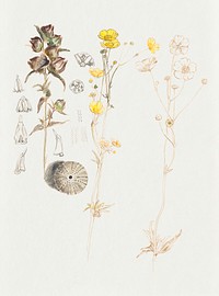 Buttercups, Mt. Desert (July 9, 1877) by <a href="https://www.rawpixel.com/search/Samuel%20Colman?sort=curated&amp;page=1">Samuel Colman</a>. Original from The Smithsonian Institution. Digitally enhanced by rawpixel.