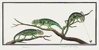 Bradypodion pumilum in three poses: cape dwarf chameleon (1777&ndash;1786) painting in high resolution by <a href="https://www.rawpixel.com/search/Robert%20Jacob%20Gordon?sort=curated&amp;page=1">Robert Jacob Gordon</a>. Original from the Rijksmuseum. Digitally enhanced by rawpixel.