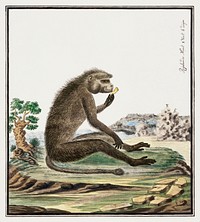 Papio ursinus: Chacma Baboon (1773–1786) painting in high resolution by Robert Jacob Gordon. Original from the Rijksmuseum. Digitally enhanced by rawpixel.