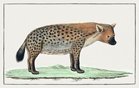 Crocuta crocuta: spotted Hyena (1777) painting in high resolution by Robert Jacob Gordon. Original from the Rijksmuseum. Digitally enhanced by rawpixel.