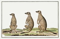 Suricata suricatta: meerkats (1773–1780) painting in high resolution by Robert Jacob Gordon. Original from the Rijksmuseum. Digitally enhanced by rawpixel.