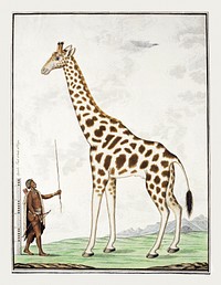 Giraffa camelopardalis: giraffe (1779) painting in high resolution by Robert Jacob Gordon. Original from the Rijksmuseum. Digitally enhanced by rawpixel.