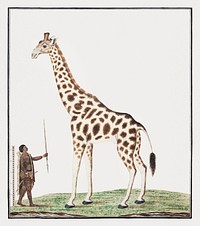 Giraffa Camelopardalis: giraffe (1779) painting in high resolution by Robert Jacob Gordon. Original from the Rijksmuseum. Digitally enhanced by rawpixel.