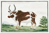 Bos taurus: Namaqua Ox or “nomgo” (1778) painting in high resolution by Robert Jacob Gordon. Original from the Rijksmuseum. Digitally enhanced by rawpixel.