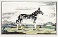 Equus zebra: mountain zebra (1786) painting in high resolution by Robert Jacob Gordon. Original from the Rijksmuseum. Digitally enhanced by rawpixel.