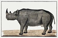 Recto Diceros bicornis bicornis: black rhinoceros; male (ca.1778) painting in high resolution by Robert Jacob Gordon. Original from the Rijksmuseum. Digitally enhanced by rawpixel.