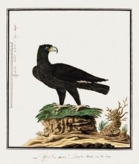 Aquila verreauxii: Verreaux's eagle (1777–1786) painting in high resolution by Robert Jacob Gordon. Original from the Rijksmuseum. Digitally enhanced by rawpixel.