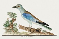 Coracius garrulus: European roller (1777–1786) painting in high resolution by Robert Jacob Gordon. Original from the Rijksmuseum. Digitally enhanced by rawpixel.