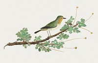 Zosterops pallidus: Orange River white-eye (1777–1786) painting in high resolution by Robert Jacob Gordon. Original from the Rijksmuseum. Digitally enhanced by rawpixel.