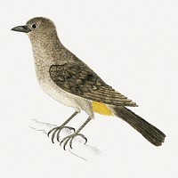 Pycnonotus capensis: cape bulbul (1777–1786) painting in high resolution by Robert Jacob Gordon. Original from the Rijksmuseum. Digitally enhanced by rawpixel.