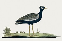 Afrotis afra: Southern black korhaan (1778) painting in high resolution by Robert Jacob Gordon. Original from the Rijksmuseum. Digitally enhanced by rawpixel.