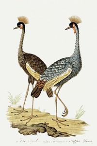 Balearica regulorum: grey crowned crane (1777–1786) painting in high resolution by Robert Jacob Gordon. Original from the Rijksmuseum. Digitally enhanced by rawpixel.