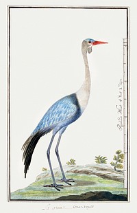 Grus carunculatus/ Bugeranus carunculatus: wattled crane (1777–1786) painting in high resolution by Robert Jacob Gordon. Original from the Rijksmuseum. Digitally enhanced by rawpixel.