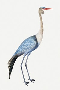 Wattled crane illustration classic watercolor drawing, remixed from the artworks from Robert Jacob Gordon