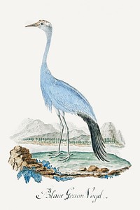 Anthropoides paradisea: blue crane or Stanley crane (1777–1786) painting in high resolution by Robert Jacob Gordon. Original from the Rijksmuseum. Digitally enhanced by rawpixel.