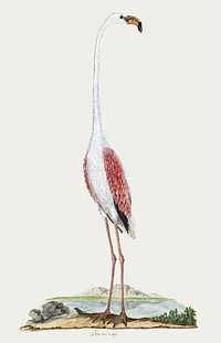 Phoenicopterus ruber roseus: greater flamingo (1777–1786) painting in high resolution by Robert Jacob Gordon. Original from the Rijksmuseum. Digitally enhanced by rawpixel.